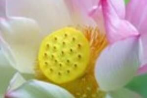 小暑是什么意思