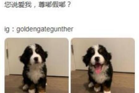 尊嘟假嘟是什么意思网络用语