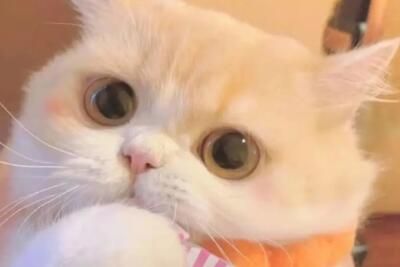 胖宝宝胖宝宝哈基米哈基米是什么意思