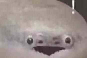 萨卡班甲鱼是什么鱼