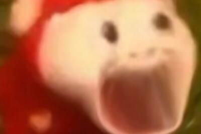 死猪表情包是什么意思