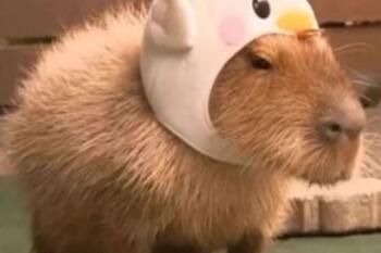 卡皮巴拉是什么梗