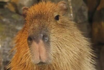 豚门是什么意思