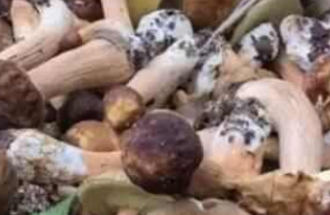 先菌子后小人是什么梗