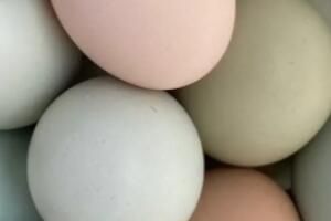 笨鸡蛋是什么意思