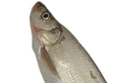 给哥们钓成翘嘴了是什么梗