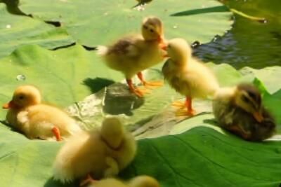 绝味幼儿园是什么意思