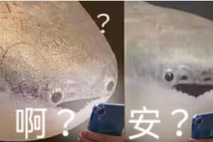 抖音萨卡萨卡班班甲鱼鱼是什么歌