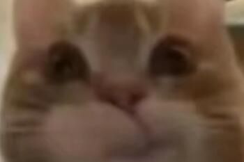 电子哈基米是什么意思