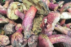 凉拌见手青是什么梗