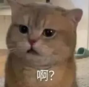 哈基米表情包大全分享