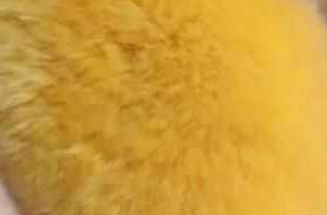 质疑芒狗理解芒狗养芒狗是什么梗