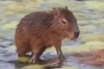 卡皮巴拉是什么歌