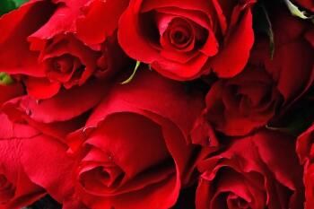 玫瑰玫瑰玫瑰是什么意思