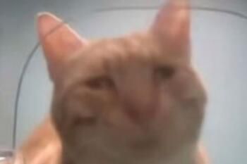 新鲜哥是什么梗