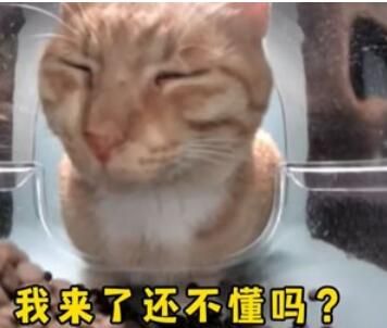 新鲜哥橘猫最新梗图无水印表情包大全
