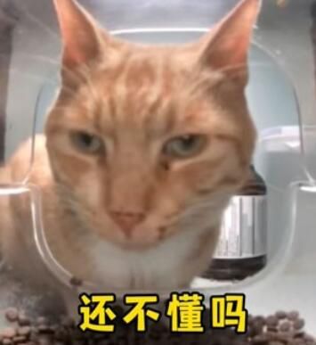 新鲜哥橘猫最新梗图无水印表情包大全