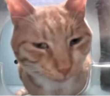 新鲜哥橘猫最新梗图无水印表情包大全