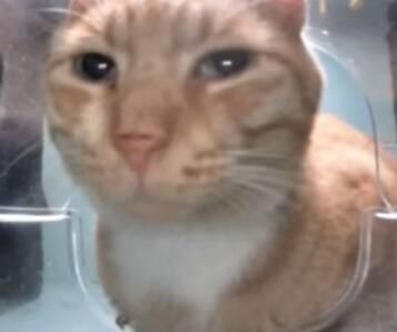 新鲜哥橘猫最新梗图无水印表情包大全