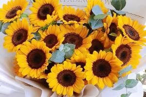 向日葵的花语是什么梗