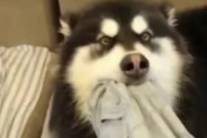 五狗疯蹬是什么梗