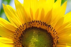 向日葵型备胎是什么梗