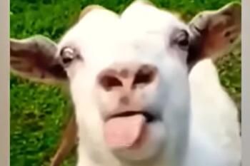 吐舌羊与huh猫是什么梗