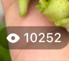 小红书笔记小眼睛功能全攻略