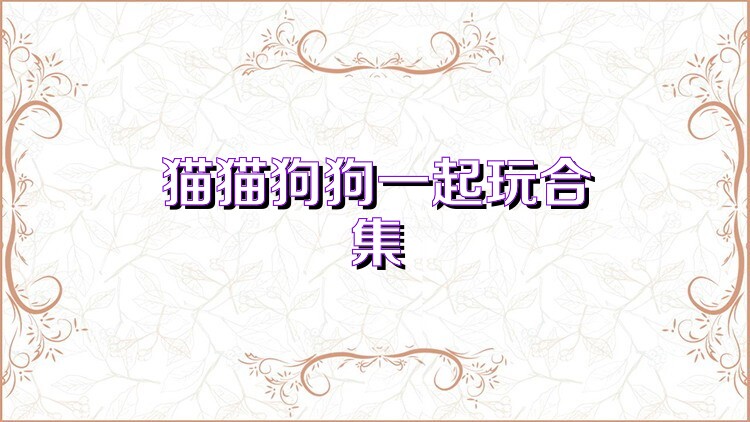 猫猫狗狗一起玩合集
