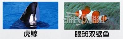 如龙8外传夏威夷海盗怎样通过海洋生物博士证书考试
