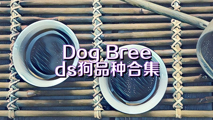 Dog Breeds狗品种合集