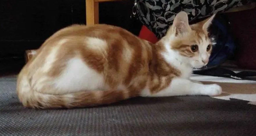 领养猫咪app