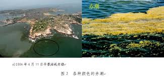 支付宝海洋灾害赤潮的成因是什么
