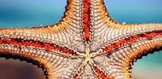 哪种海洋生物属于棘皮动物