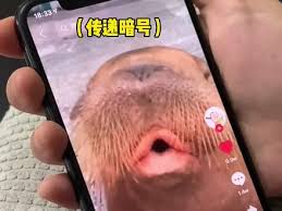 抖音万事万物正在苏醒到底是什么梗