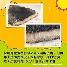 企鹅看起来很光滑
