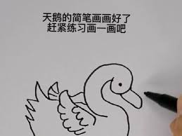 如何学会画优雅天鹅简笔画
