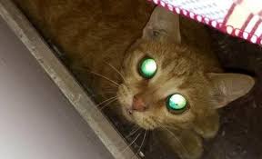 猫的眼睛夜里为何闪闪发光