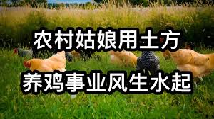 金垦小镇如何养鸡