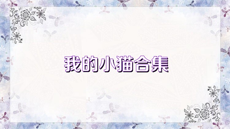 我的小猫合集