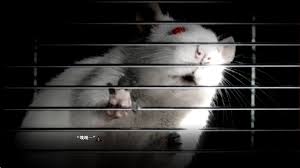 啮齿动物44号观察记录在哪能下载