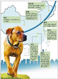 禁养犬如何合法饲养
