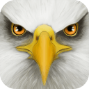 终极雄鹰模拟手机版