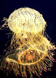 花笠水母的触手分布位置在哪