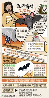 如何举报蝙蝠