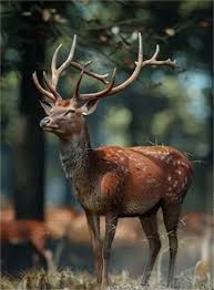 疯狂神射手灌木林动物图鉴有哪些