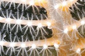 海笔发出的光来自哪里