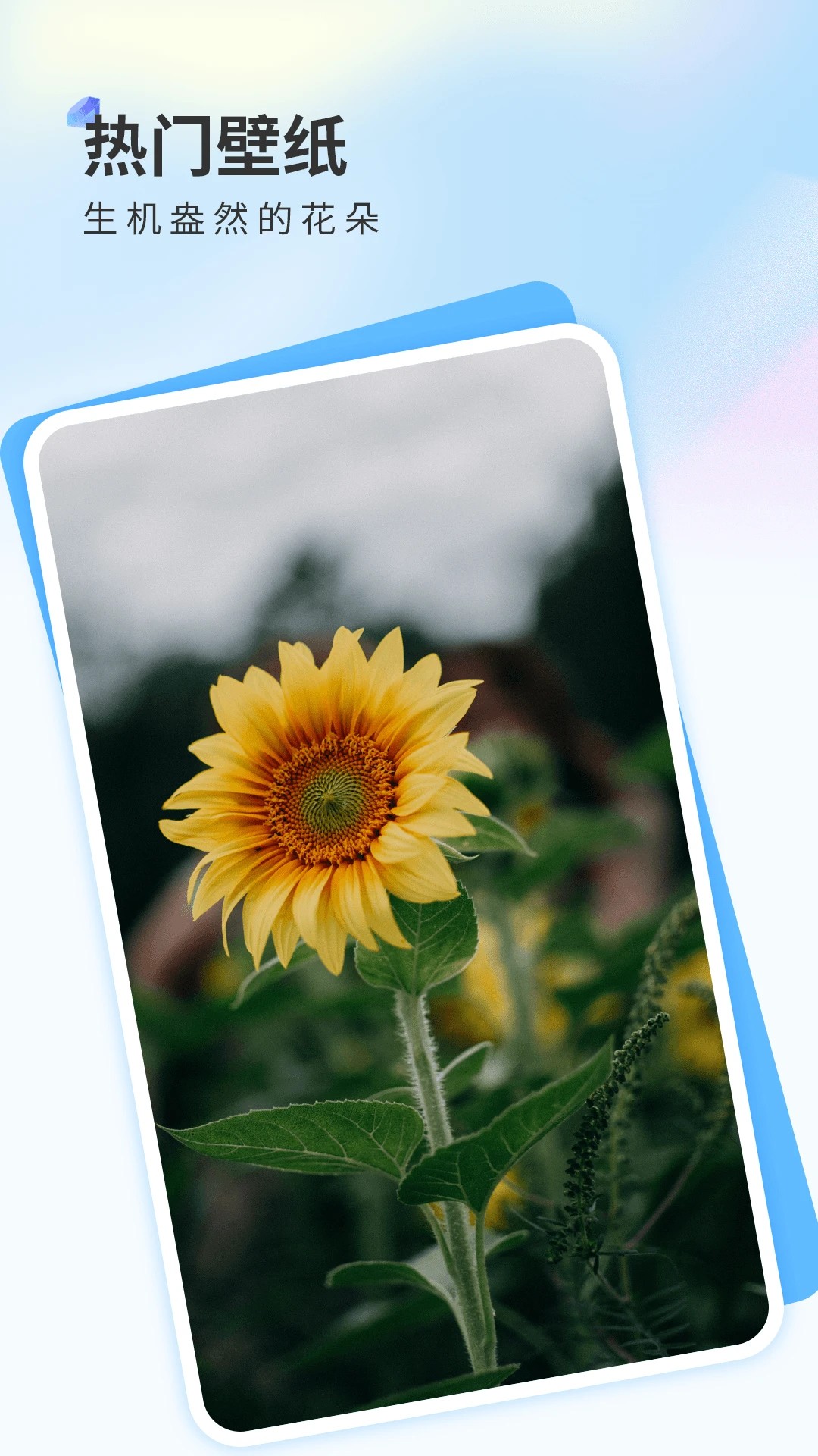 克拉壁纸官网版