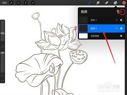 procreate提取线稿后如何上色