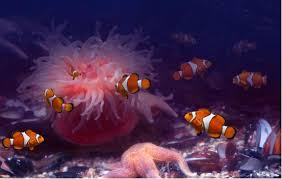 小丑鱼把未吃完的食物残渣带回海葵附近的主要目的是什么